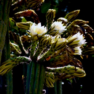Fleur de cactus de SAn pedro - France  - collection de photos clin d'oeil, catégorie plantes